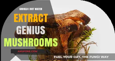 Hot Water Extraction for Genius Mushrooms: Benefits, Process, and Tips