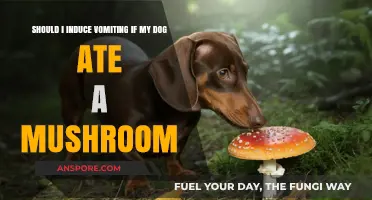 Dog Ate a Mushroom? When to Induce Vomiting and When to Seek Help