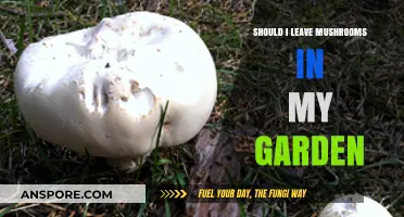 Should You Keep or Remove Mushrooms in Your Garden?