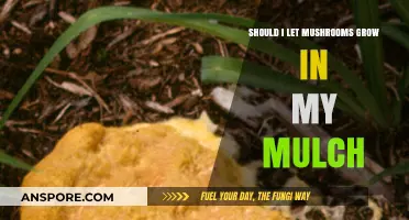 Mushrooms in Mulch: Benefits, Concerns, and Should You Let Them Grow?