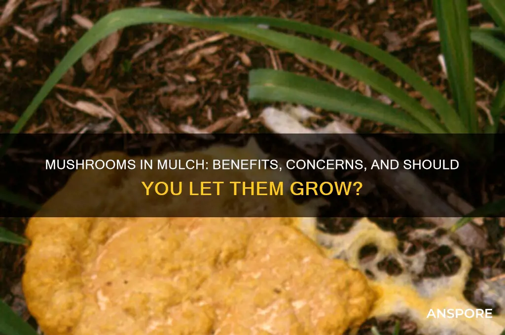 should i let mushrooms grow in my mulch