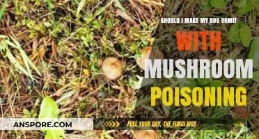Mushroom Poisoning in Dogs: Induce Vomiting or Seek Vet Help?