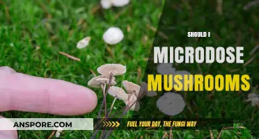 Microdosing Mushrooms: Is It Worth the Risk?