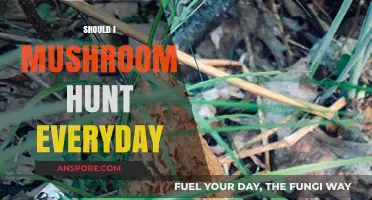 Mushroom Hunting: Is Daily Foraging Worthwhile?