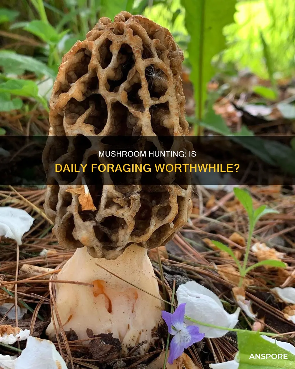 should i mushroom hunt everyday