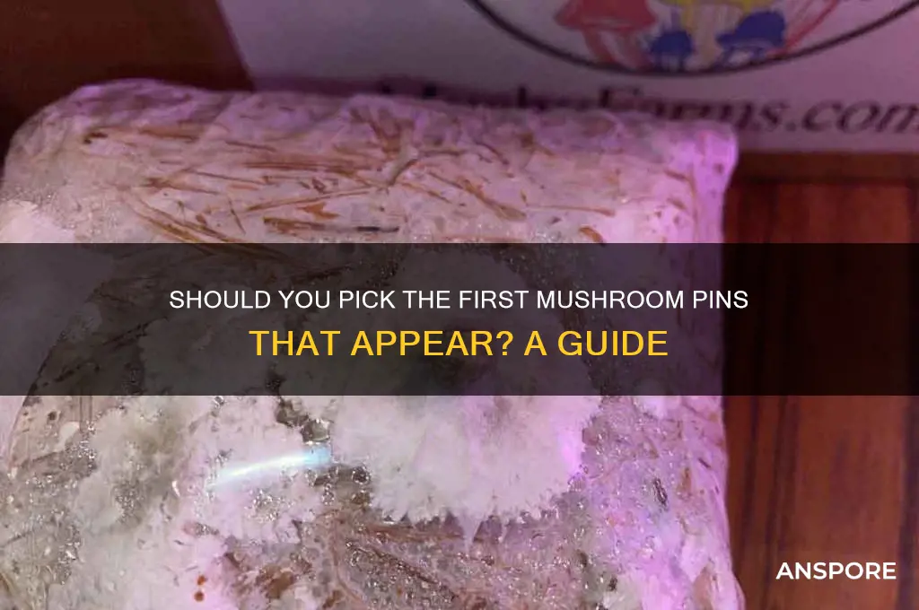 should i pick first pins that pop up mushrooms