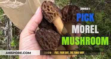 Should You Pick Morel Mushrooms? A Beginner's Guide to Foraging Safely