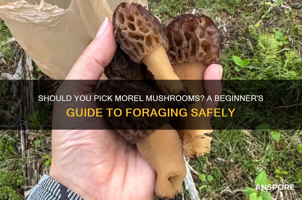 should i pick morel mushrooms