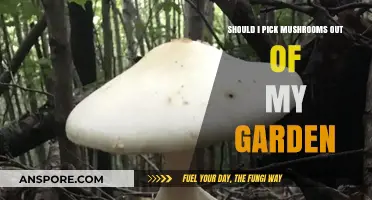 Should You Harvest Garden Mushrooms? Safety and Identification Tips