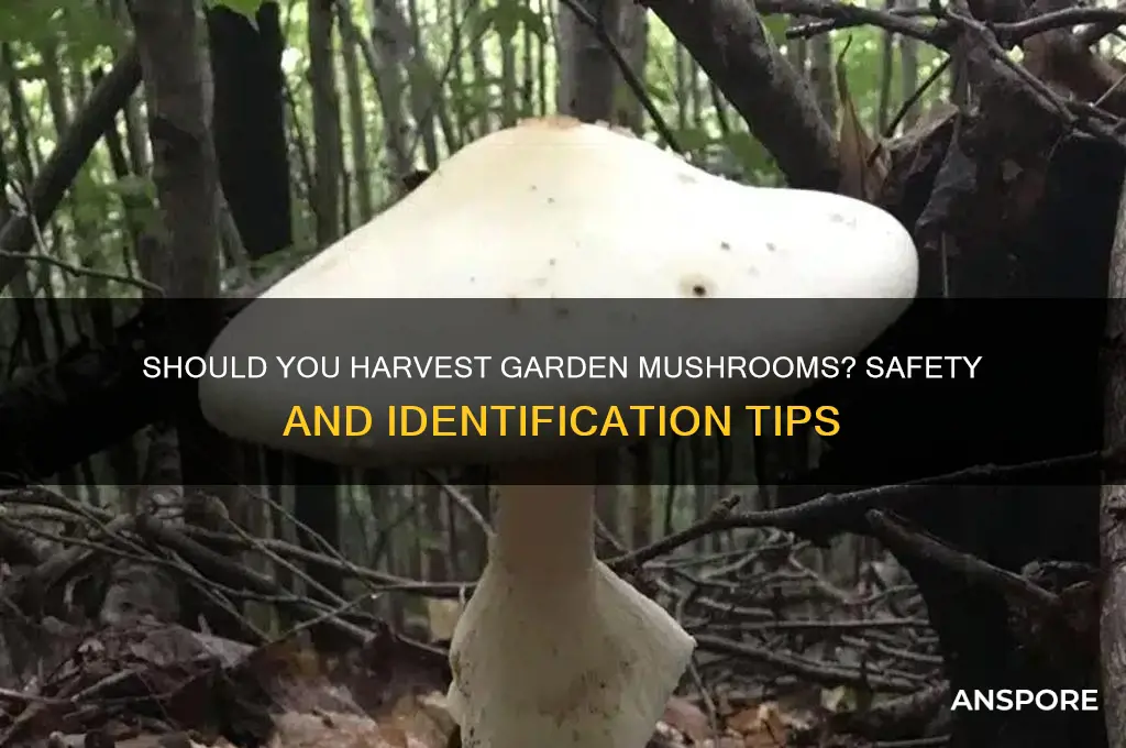 should i pick mushrooms out of my garden