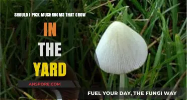 Should You Pick Yard Mushrooms? Safety Tips and Risks Explained
