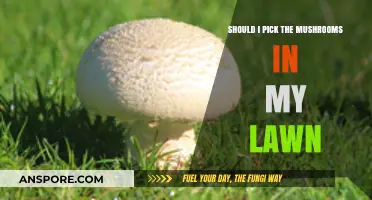 Should You Pick Lawn Mushrooms? Safety, Benefits, and Risks Explained