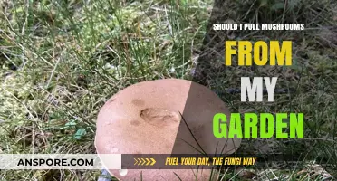 Should You Harvest Garden Mushrooms? Safety and Benefits Explained