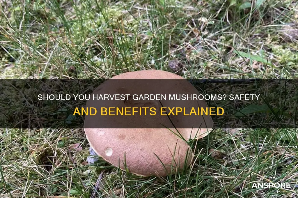 should i pull mushrooms from my garden
