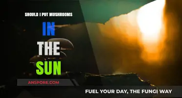 Sunlight for Mushrooms: Benefits, Risks, and Best Practices Explained
