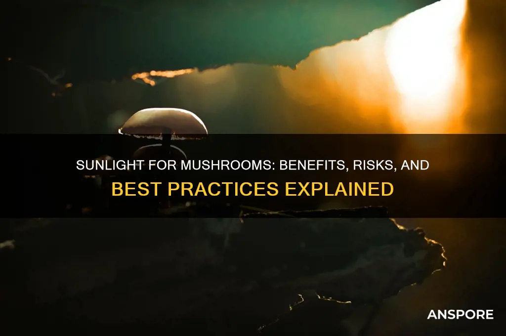 should i put mushrooms in the sun