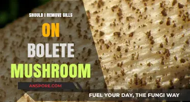 Should You Remove Gills on Bolete Mushrooms? Expert Tips and Advice