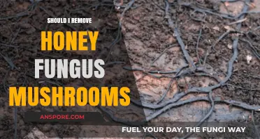 Should You Remove Honey Fungus Mushrooms? A Garden Dilemma