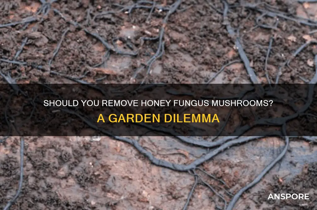 should i remove honey fungus mushrooms