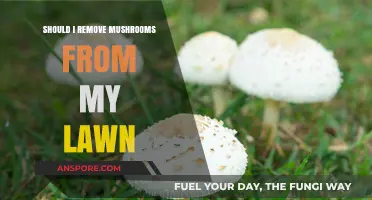 Should You Remove Mushrooms from Your Lawn? Pros and Cons