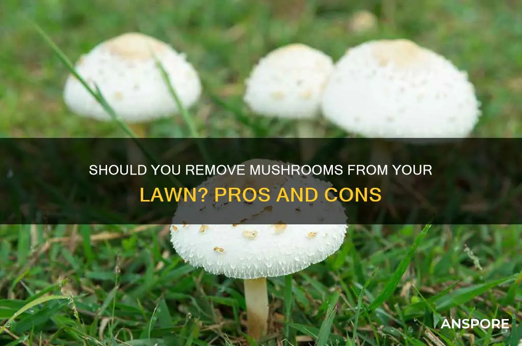 should i remove mushrooms from my lawn