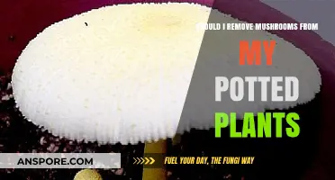 Mushrooms in Potted Plants: Remove or Let Them Be?