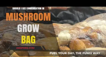 Condensation in Mushroom Grow Bags: Normal or Cause for Concern?