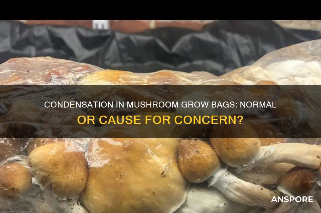 should i see condensation in mushroom grow bag