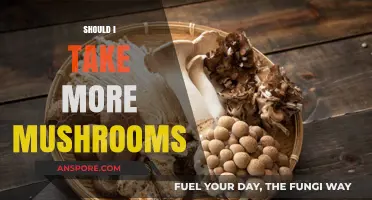 Mushroom Magic: Enhancing Your Health with Fungi