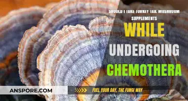 Turkey Tail Mushroom Supplements and Chemotherapy: Safe or Risky?