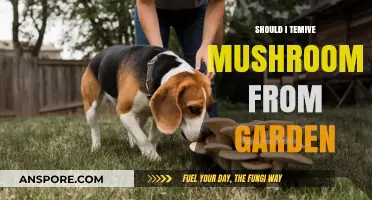 Harvesting Garden Mushrooms: Safe Practices and Risks to Consider