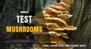 Mushroom Testing: Is It Worth the Risk?