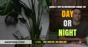Day or Night: Timing Your Mushroom Trip for Optimal Experience