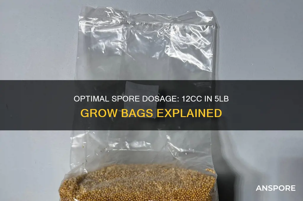 should i use 12cc of spores in 5lb grow bag