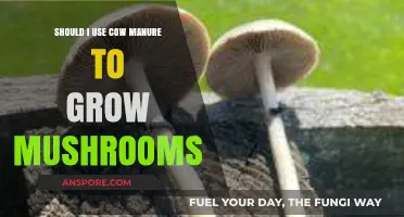 Cow Manure for Mushroom Cultivation: Benefits, Risks, and Best Practices