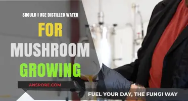 Distilled Water for Mushroom Growing: Benefits, Risks, and Best Practices