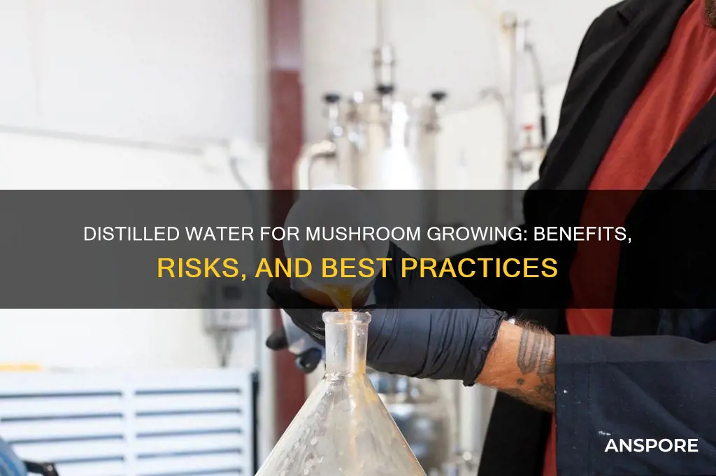 should i use distilled water for mushroom growing
