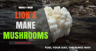 Should You Wash Lion's Mane Mushrooms? Tips for Proper Care