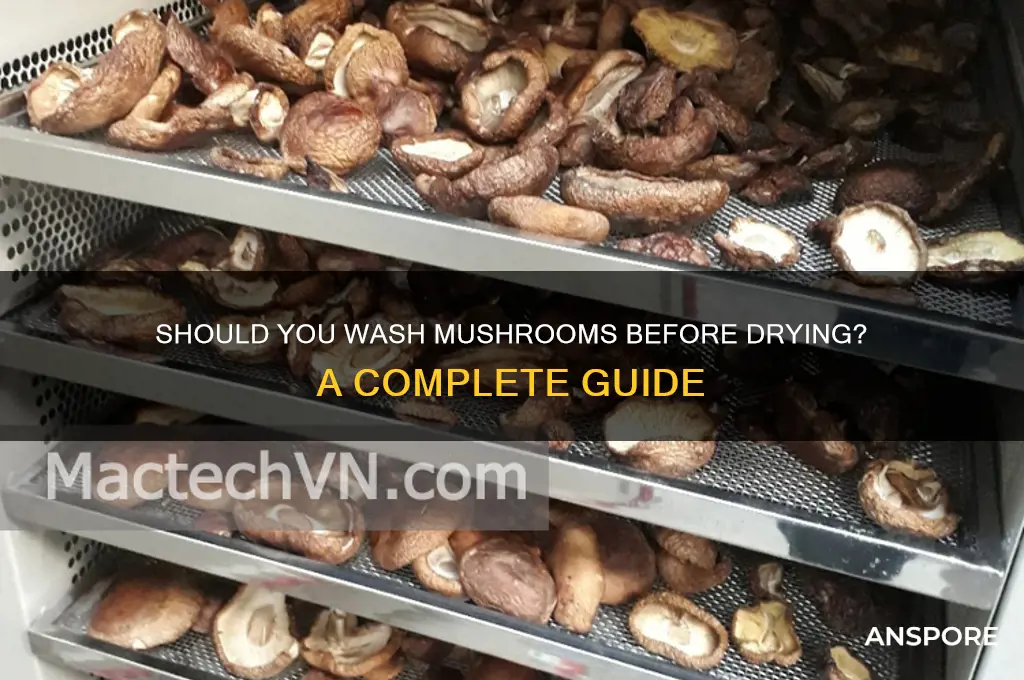 should i wash my mushrooms before drying
