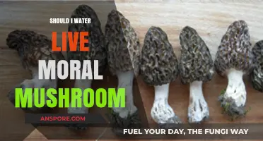 Should You Water Live Morel Mushrooms? A Forager's Guide