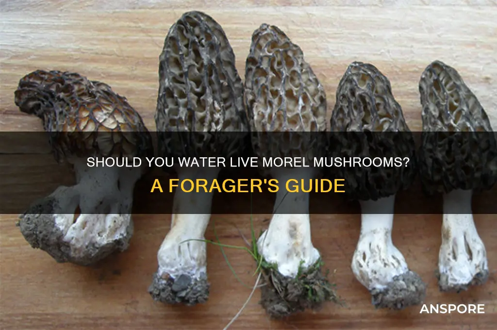 should i water live moral mushroom