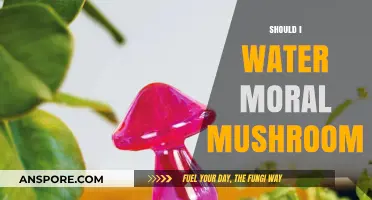 Watering Morels: A How-To Guide for Beginners