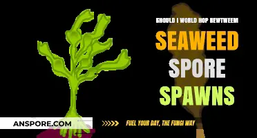 World Hopping for Seaweed Spore Spawns: Is It Worth It?