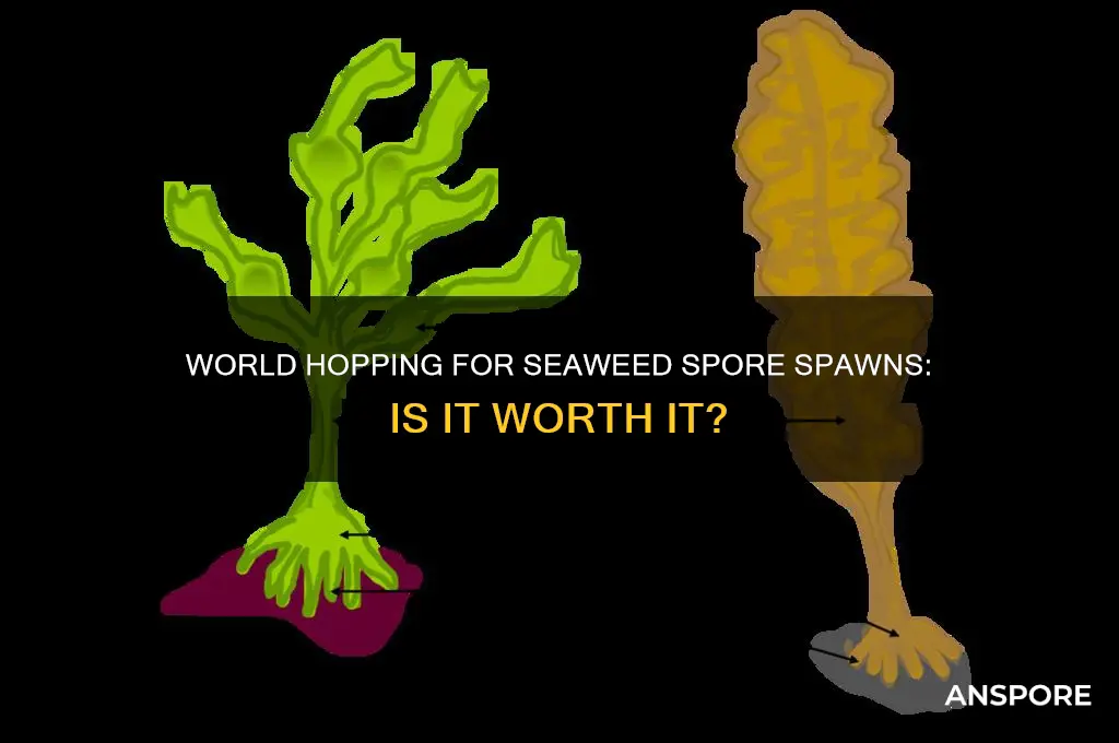 should i world hop bewtweem seaweed spore spawns