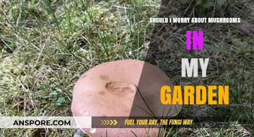 Mushrooms in Your Garden: Harmless Helpers or Cause for Concern?