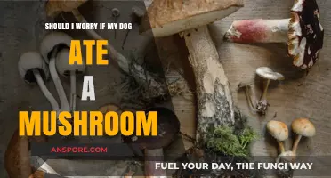 Dog Ate a Mushroom? What to Do and When to Worry