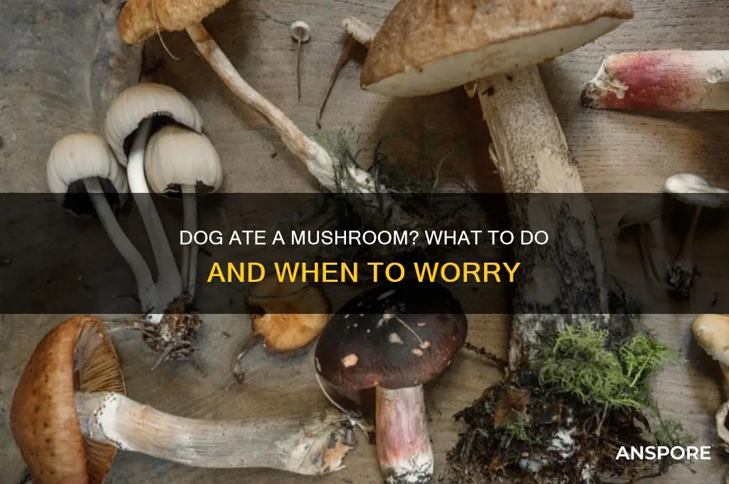 should i worry if my dog ate a mushroom