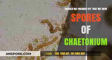 Chaetonium Spores in Your Home: Should You Be Alarmed?