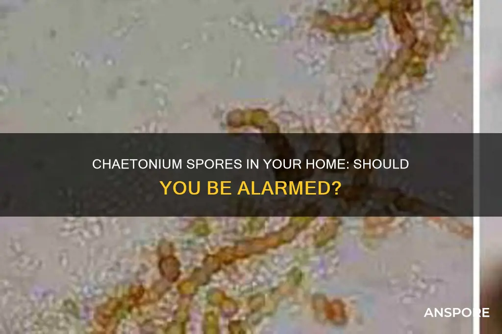 should ibe freaked oyt that we have spores of chaetonium