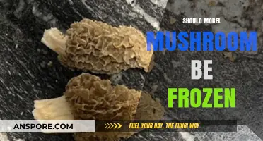 Can You Freeze Morel Mushrooms? A Guide to Preserving Freshness